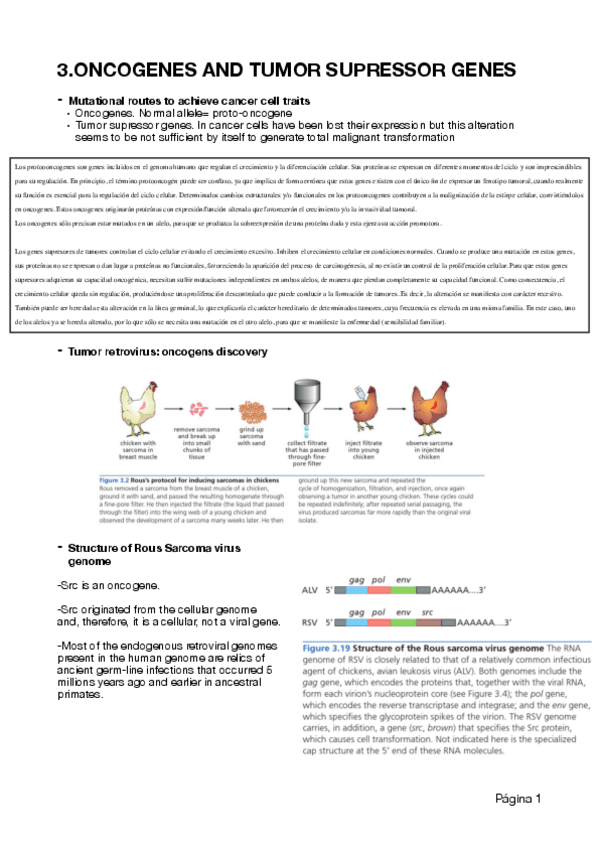 Miniatura del documento Oncogens-and-tumor-supressor.pdf