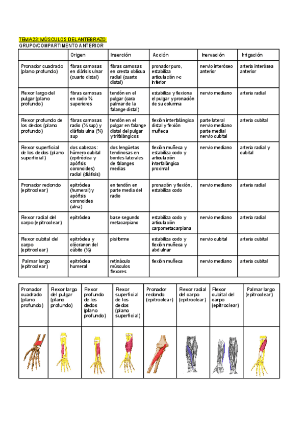 Miniatura del documento Musculos-Antebrazo.pdf