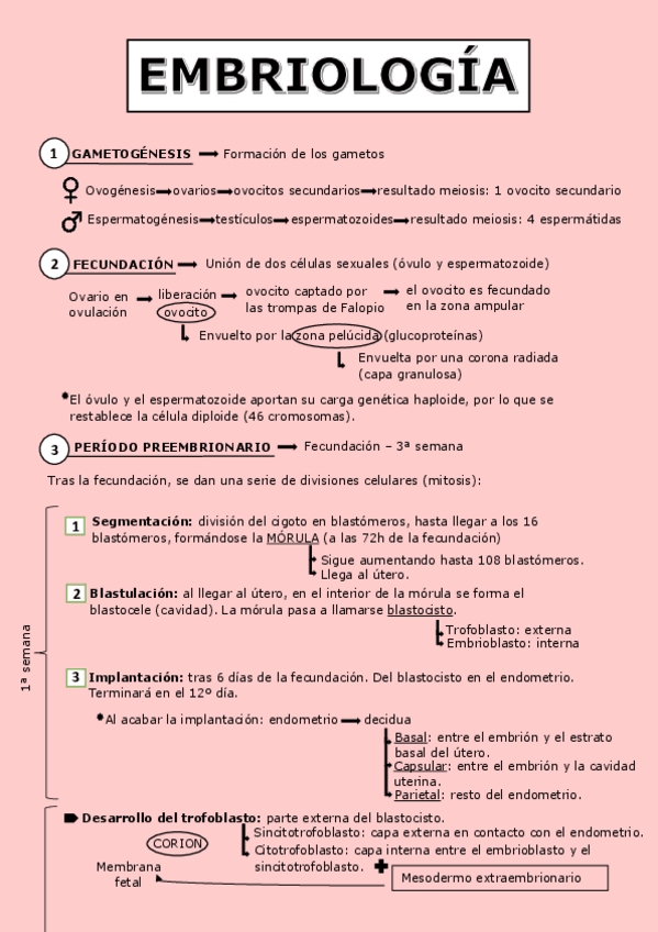 Miniatura del documento Esquema-embriologia.pdf