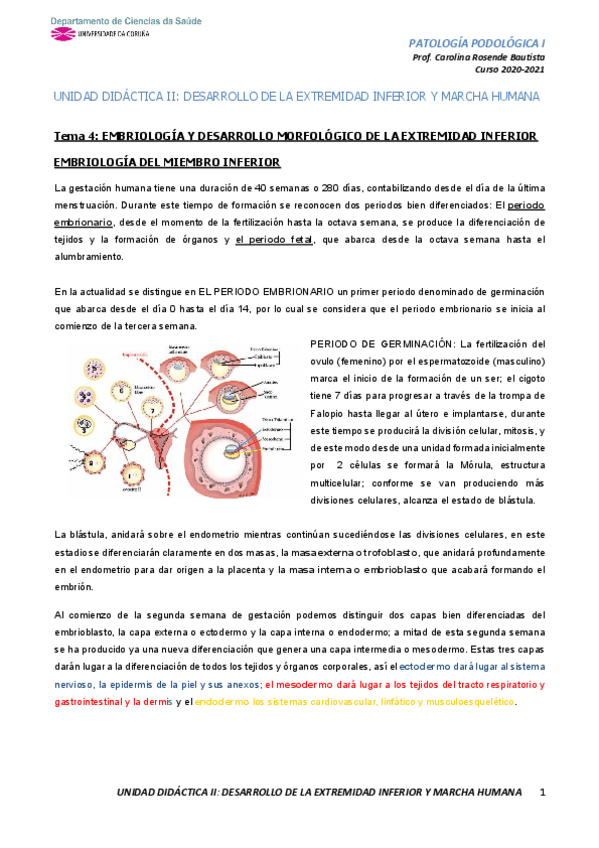 Miniatura del documento Tema-4-EmbriologAa-y-desarrollo-de-la-extremidad-inferior.pdf