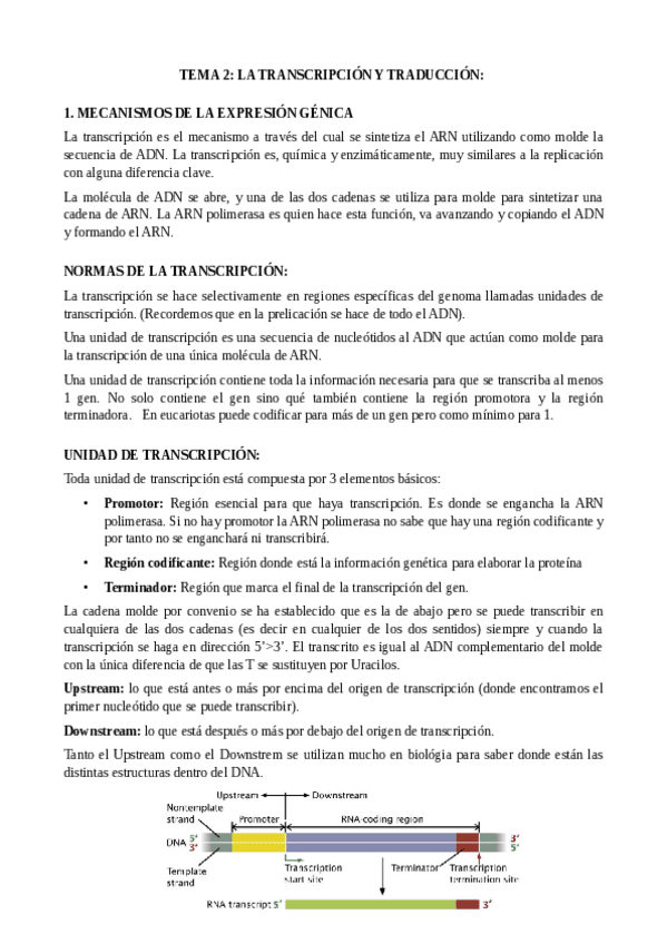 Miniatura del documento TEMA-2-transcripcion-y-traduccion.pdf