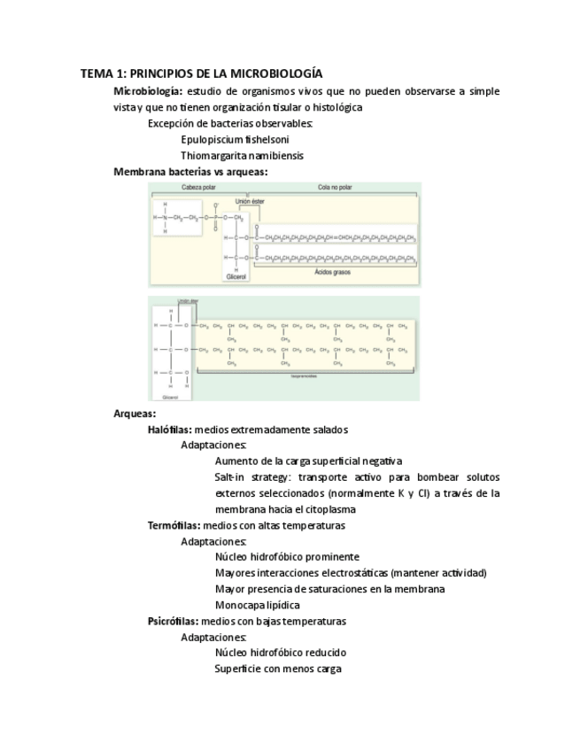 Miniatura del documento RESUMEN-MICRO-wolah1.pdf