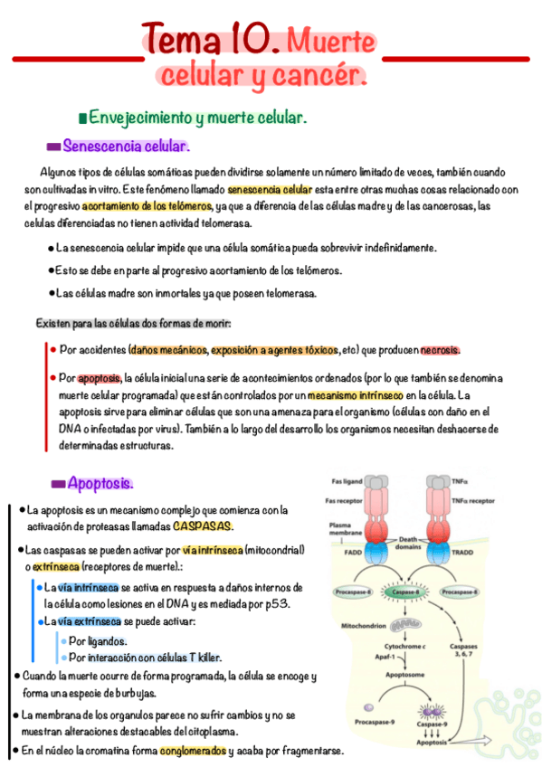 Miniatura del documento Tema-10.pdf