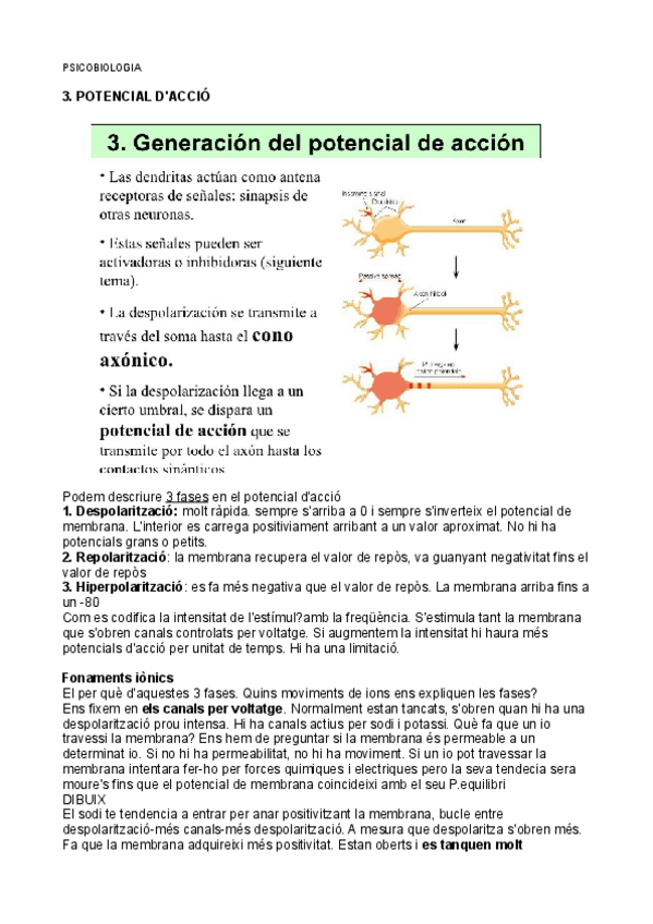 Miniatura del documento 5 potencial d'accio.pdf