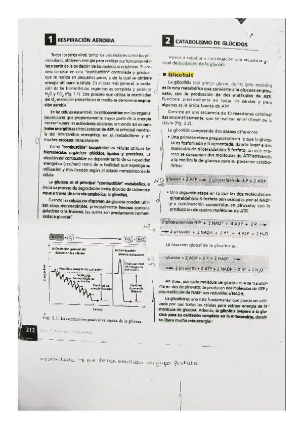 Miniatura del documento BIOLOGIA-catabolismo-de-los-glucidos.pdf