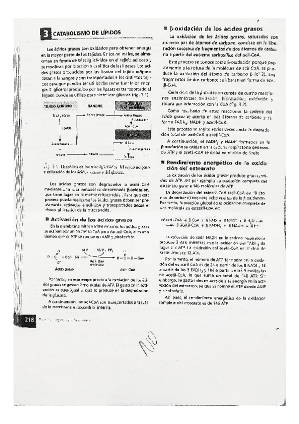 Miniatura del documento BIOLOGIA-catabolismo-de-los-lipidos.pdf