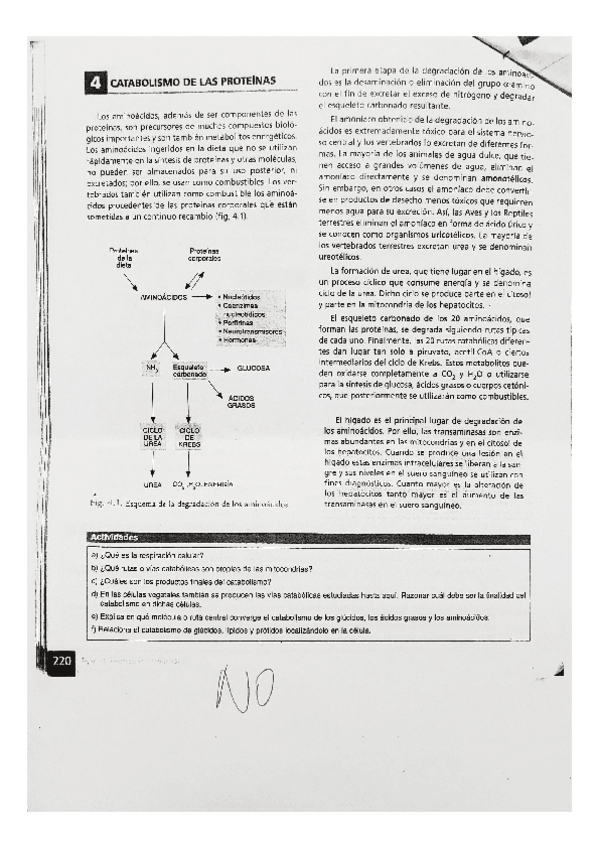 Miniatura del documento BIOLOGIA-catabolismo-de-las-proteinas.pdf