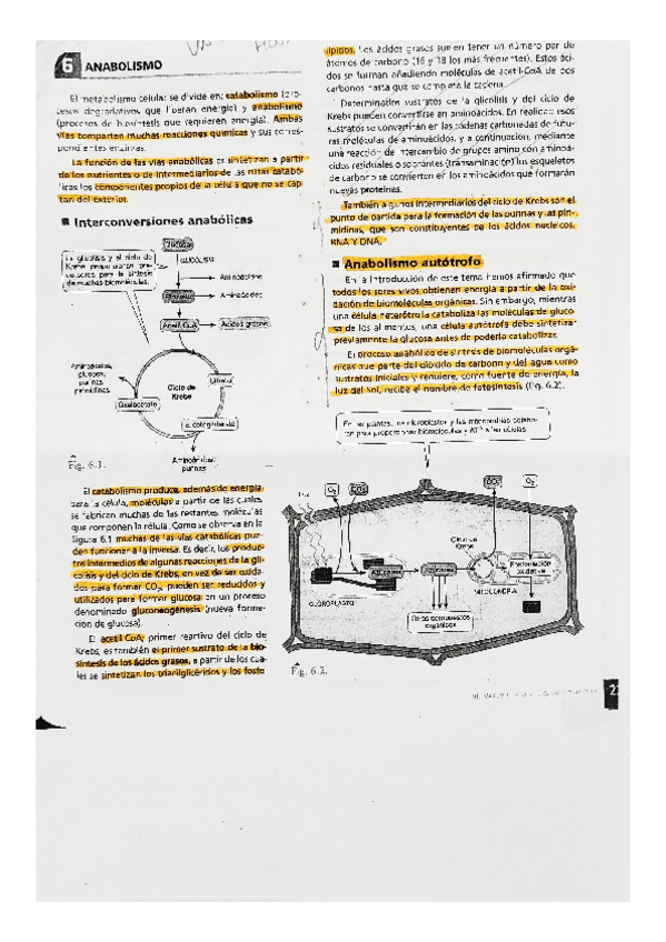 Miniatura del documento BIOLOGIA-anabolismo.pdf