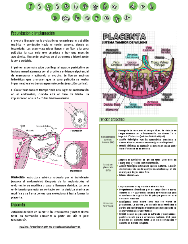 Miniatura del documento Fisiologia-del-embarazo.pdf