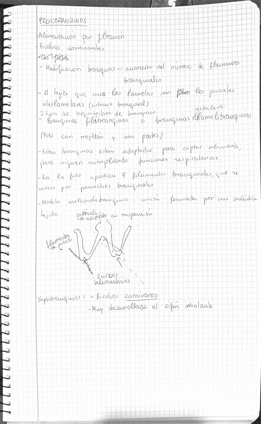 Miniatura del documento Bivalvos-BP.pdf