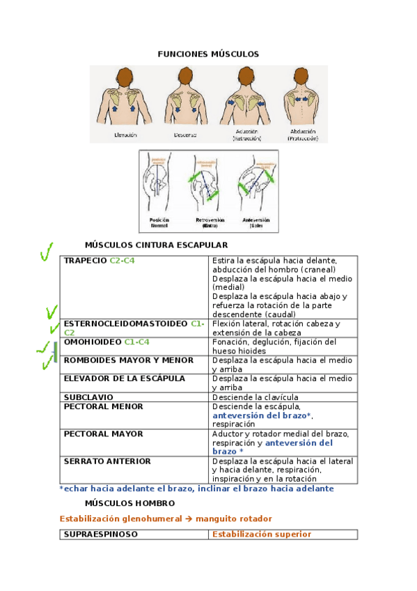 Miniatura del documento FUNCIONES-MUSCULOS.docx