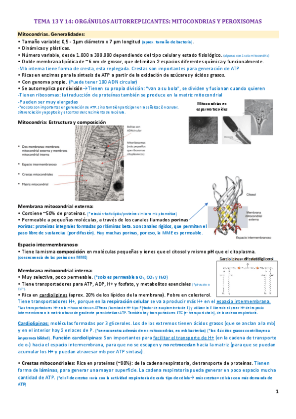 Miniatura del documento APUNTES-EXAMEN-FINAL-BIOLOGIA-CELULAR-ORGANULOS-CELULARES.pdf