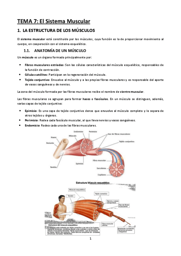 Miniatura del documento Tema-7-El-Sistema-Muscular.pdf