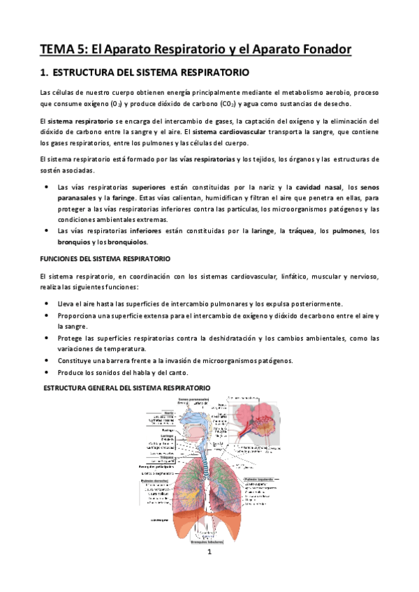 Miniatura del documento Tema-5-El-Aparato-Respiratorio-y-el-Aparato-Fonador.pdf