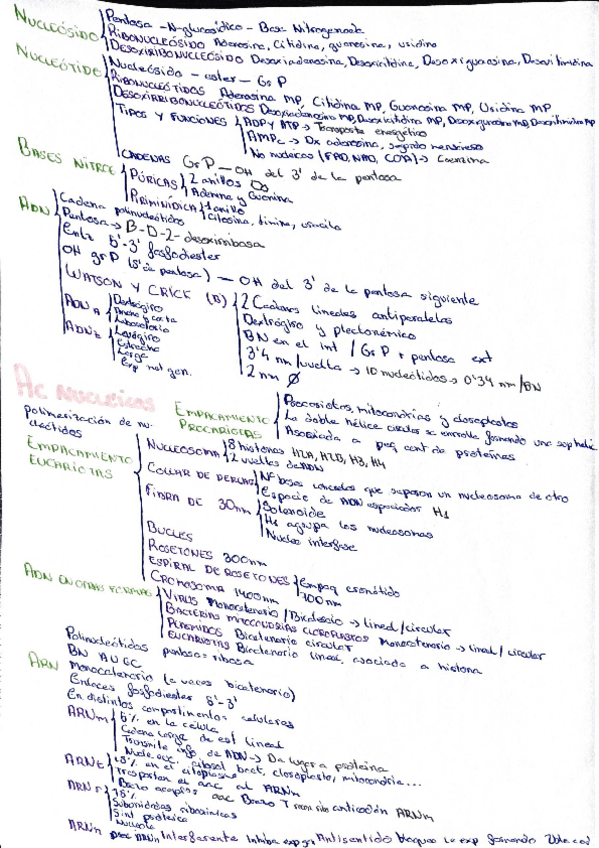 Miniatura del documento Esquema-acidos-nucleicos.pdf