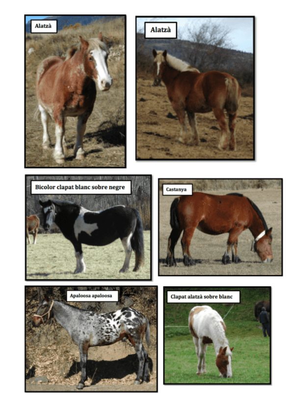 Miniatura del documento Fotos equinos.pdf