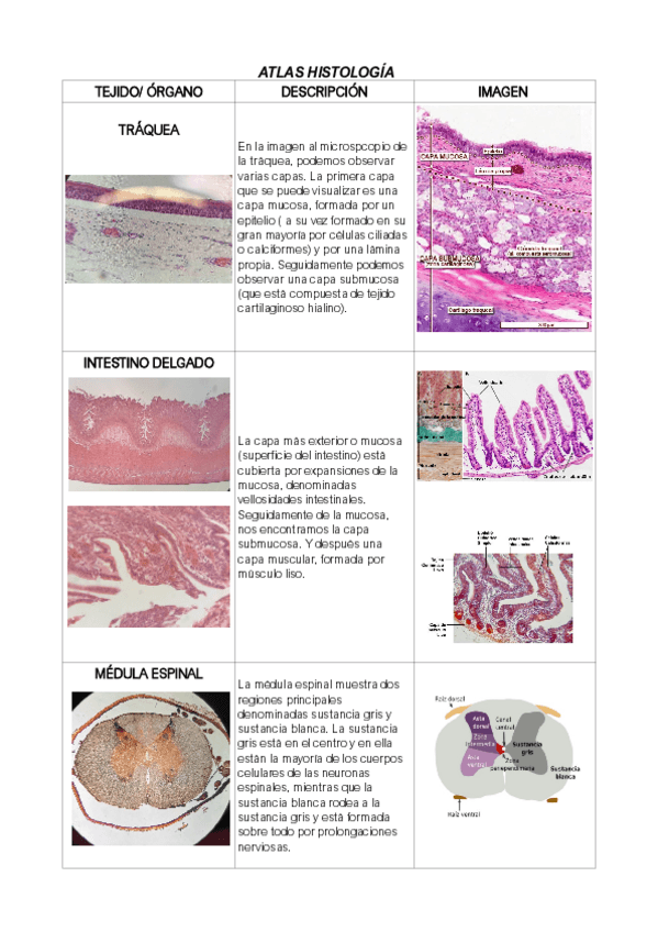 Miniatura del documento atlashistologiaZhaklin.pdf