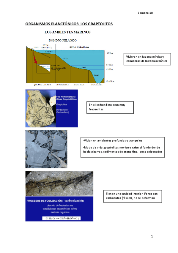 Miniatura del documento Paleo-10.pdf