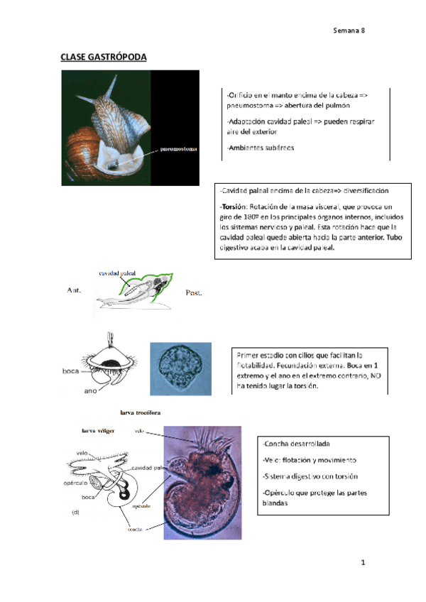 Miniatura del documento Paleo-8.pdf