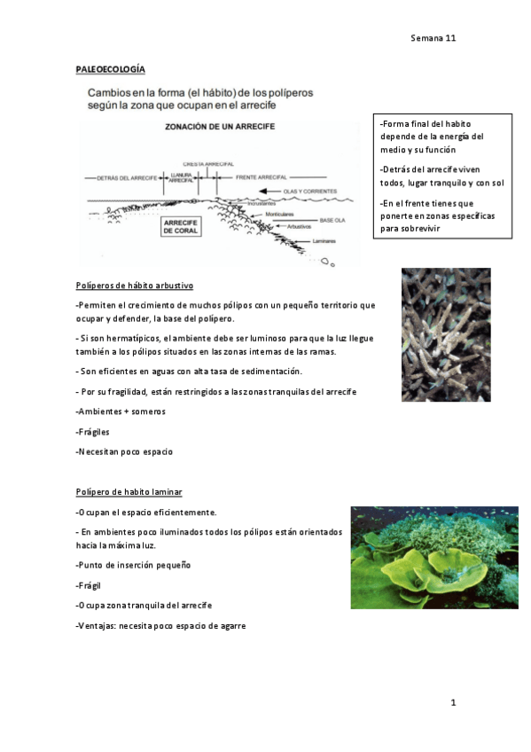 Miniatura del documento Paleo-11-1.pdf
