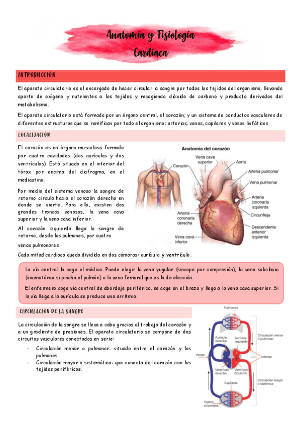 Miniatura del documento Anatomia-y-fisiologia-cardiaca.pdf