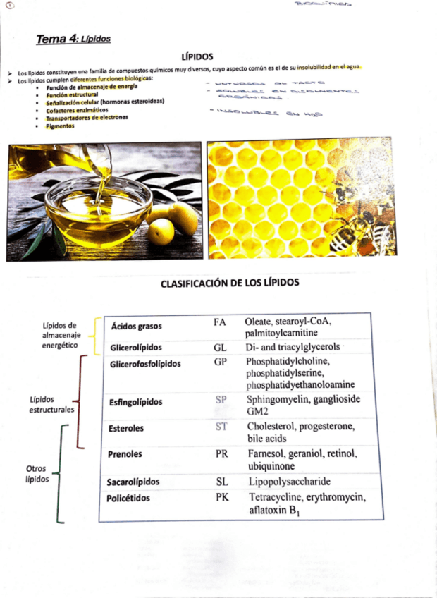 Miniatura del documento tema-4-bioquimica-lipidos.pdf