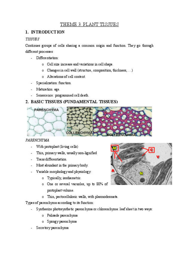 Miniatura del documento THEME-3-plant-tissues.pdf