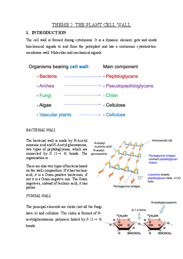 Miniatura del documento THEME-2-the-plant-cell-wall.pdf