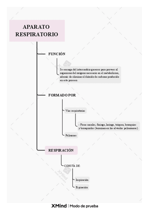 Miniatura del documento APARATO-RESPIRATORIO.pdf