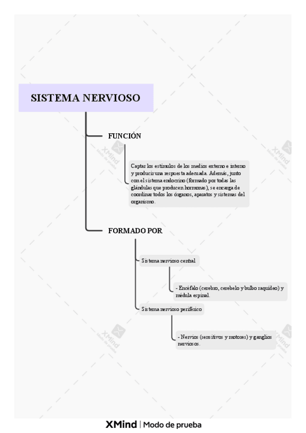 Miniatura del documento SISTEMA-NERVIOSO.pdf