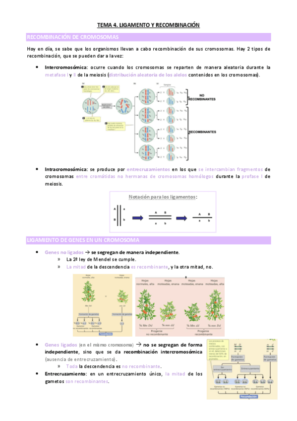 Miniatura del documento TEMA-4.pdf