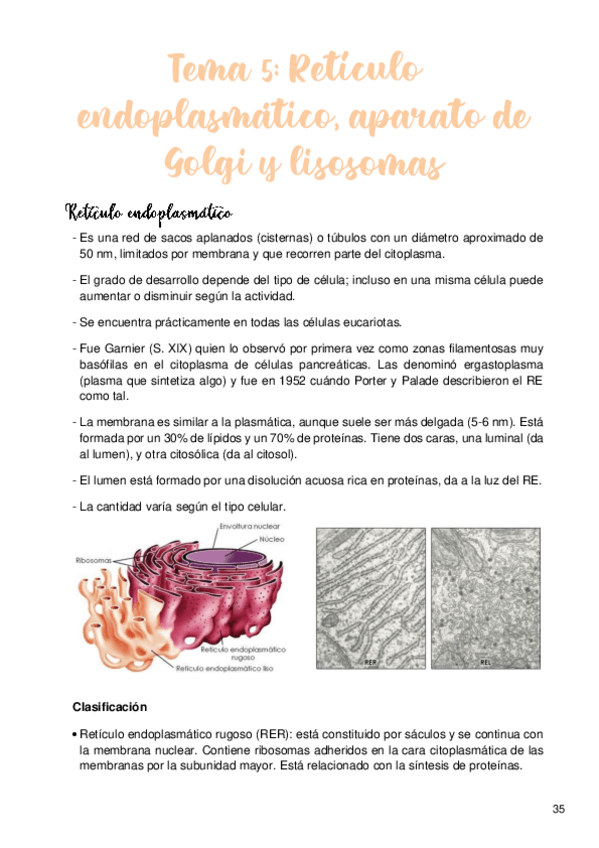 Miniatura del documento Tema-5-Reticulo-endoplasmatico-aparato-de-Golgi-y-lisosomas.pdf