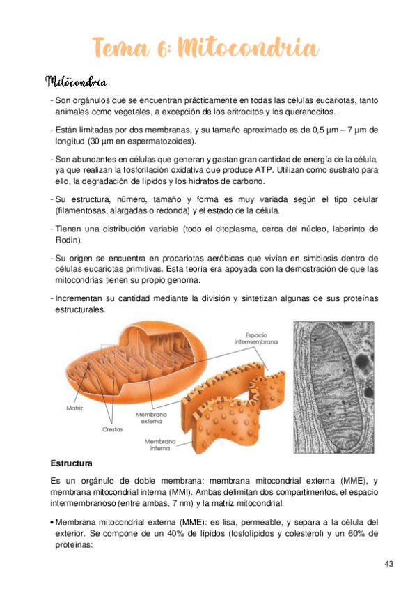 Miniatura del documento Tema-6-Mitocondria.pdf