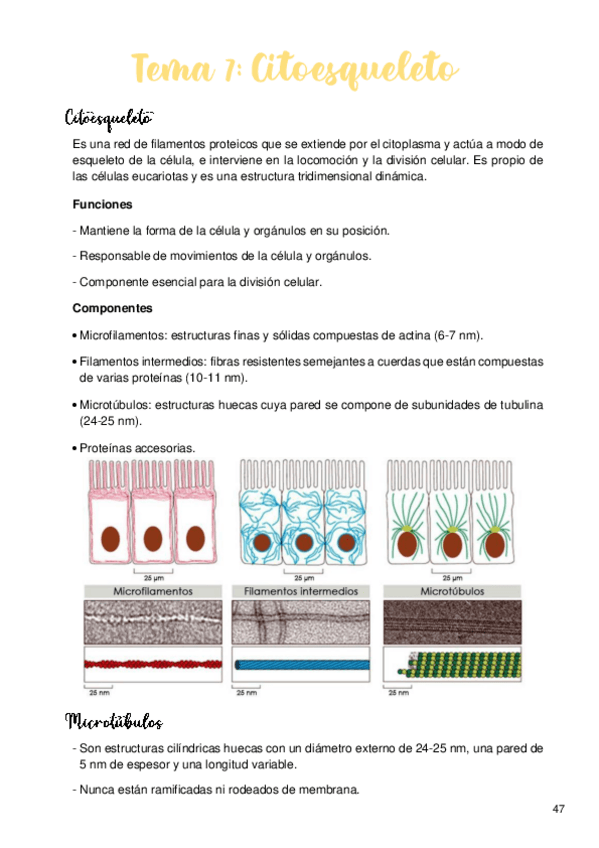 Miniatura del documento Tema-7-Citoesqueleto.pdf