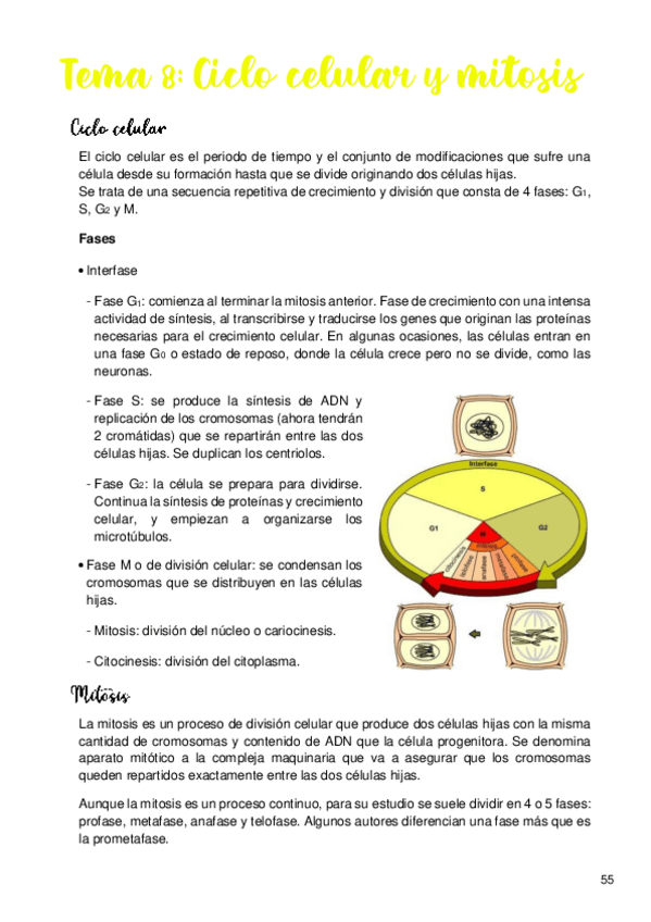 Miniatura del documento Tema-8-Ciclo-celular-y-mitosis.pdf