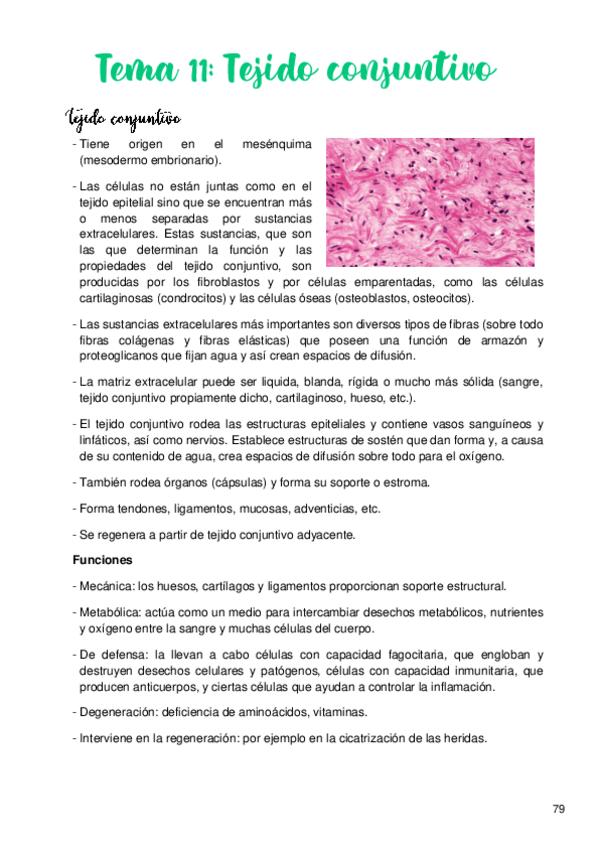 Miniatura del documento Tema-11-Tejido-conjuntivo.pdf