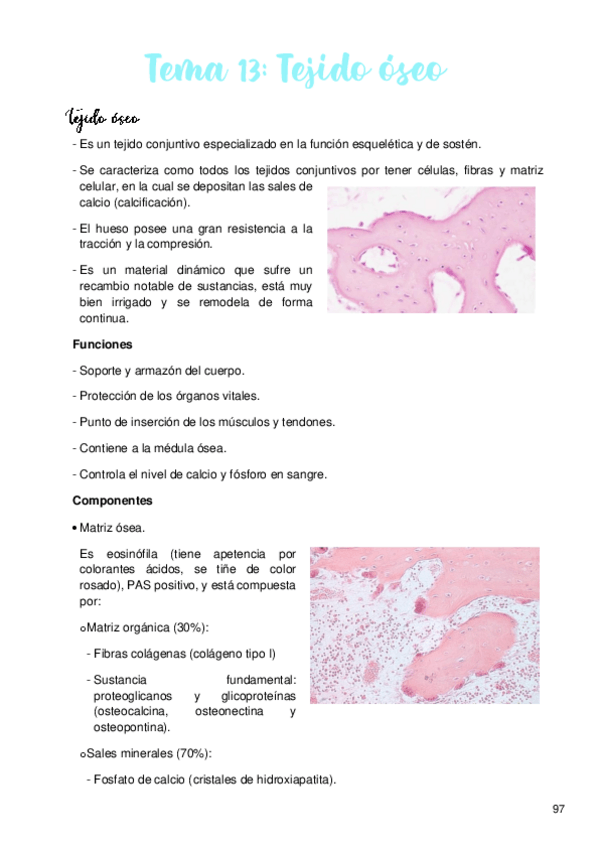 Miniatura del documento Tema-13-Tejido-oseo.pdf
