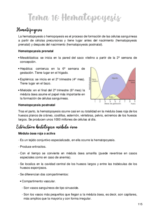 Miniatura del documento Tema-16-Hematopoyesis.pdf