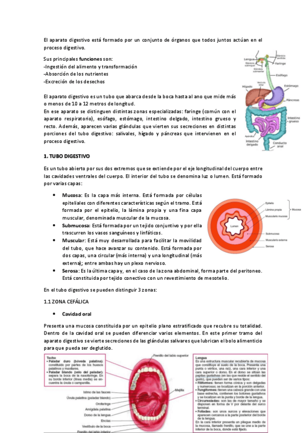 Miniatura del documento aparato-digestivo-y-excretor.pdf