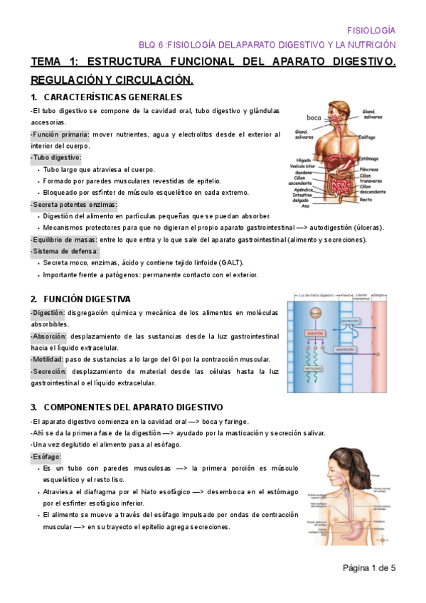 Miniatura del documento BLOQUE-6-DIGESTIVO-TODO.pdf