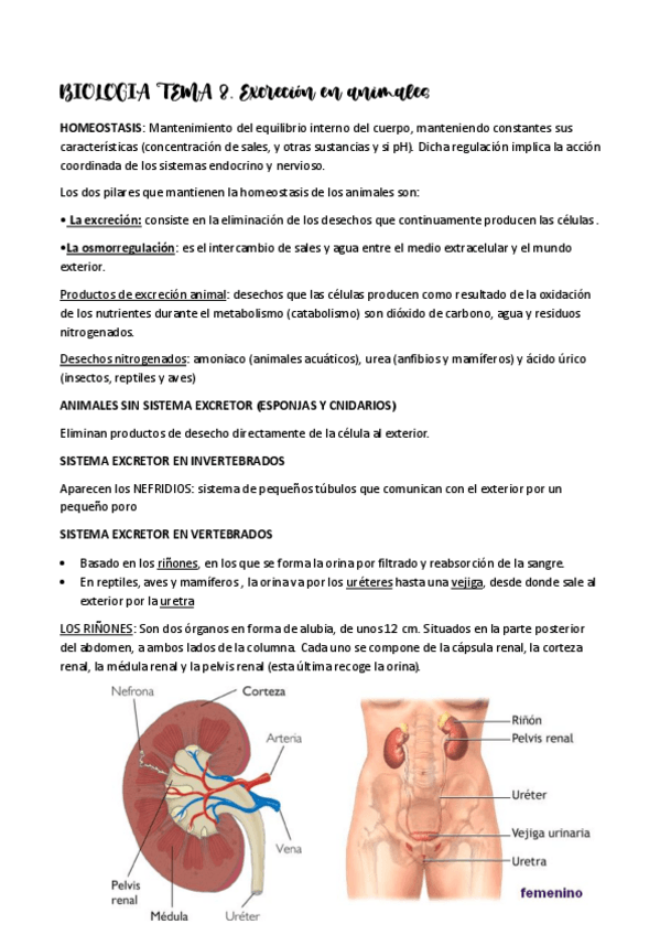 Miniatura del documento BIOLOGIA-sistema-excretor.pdf