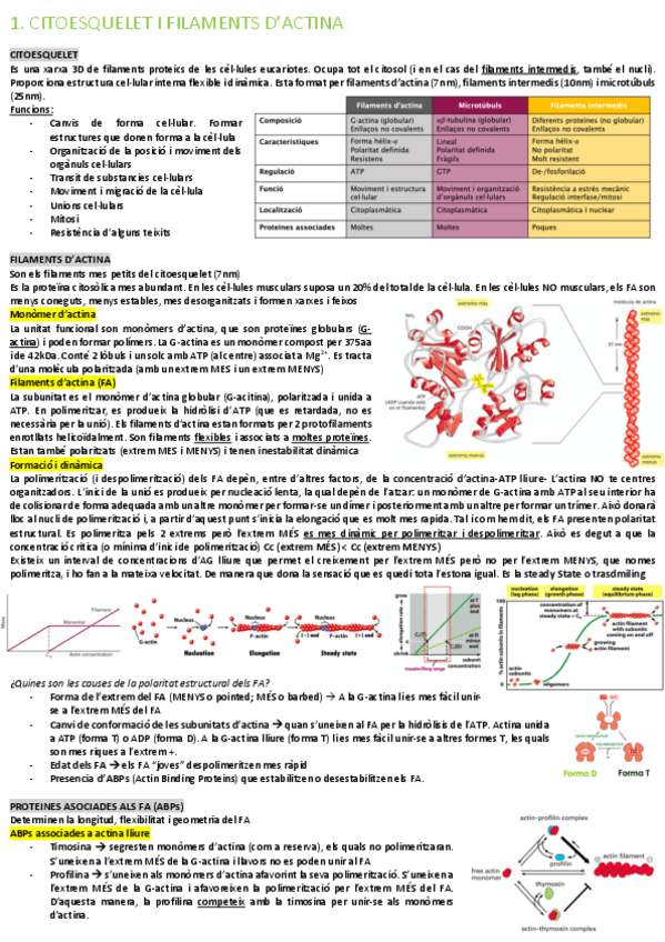 Miniatura del documento resum-biocel-segon-parcial.pdf