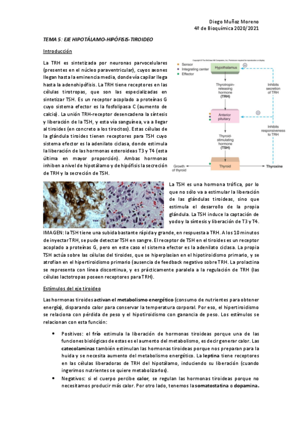 Miniatura del documento TEMA-5-ENDO.pdf