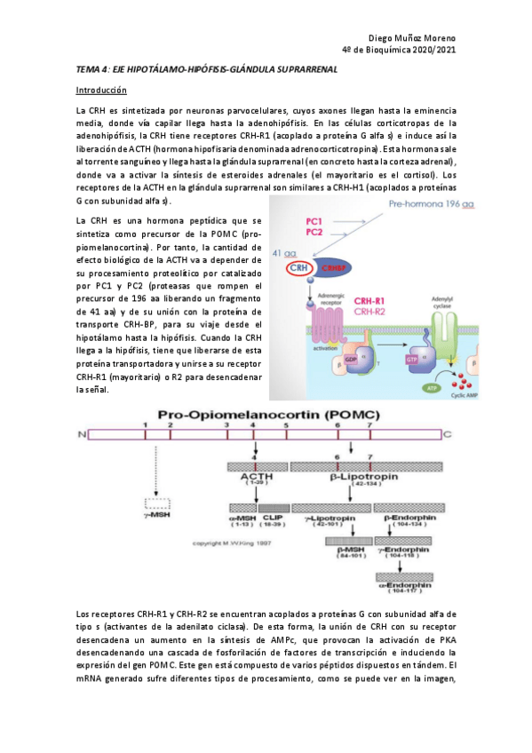 Miniatura del documento TEMA-4-ENDO.pdf