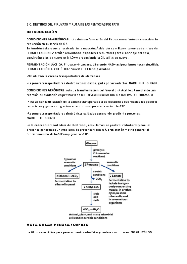 Miniatura del documento 2C-DESTINOS-DEL-PIRUVATO.pdf