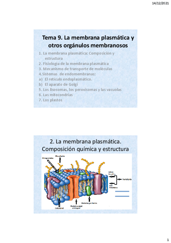 Miniatura del documento Tema-9-membrana-plasmatica-.pdf