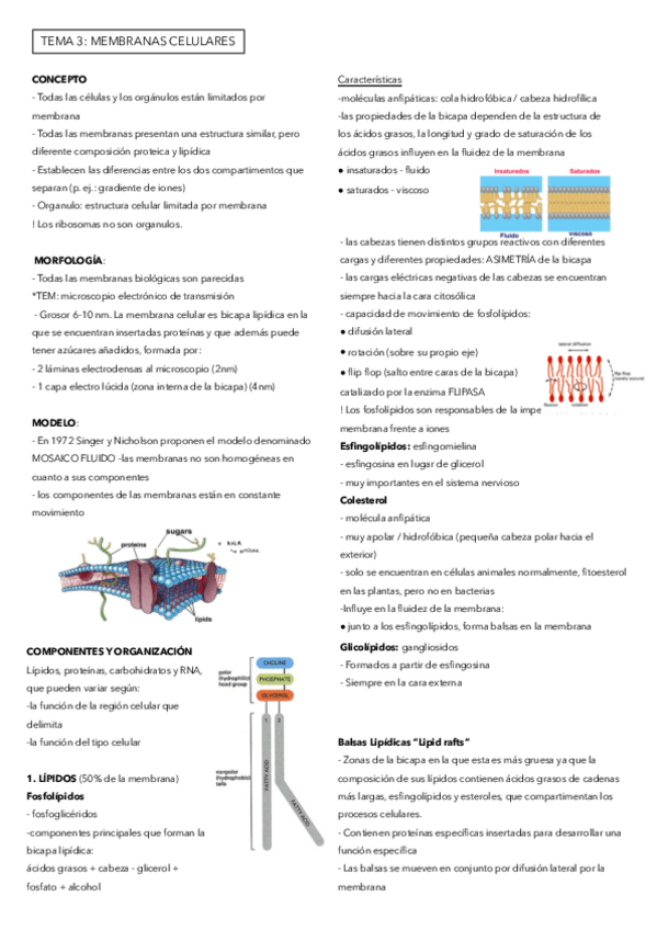 Miniatura del documento T3-Biologia-celular-.pdf
