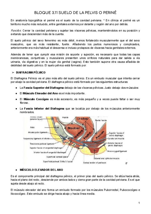 Miniatura del documento SUELO-DE-LA-PELVIS-O-PERINE.pdf