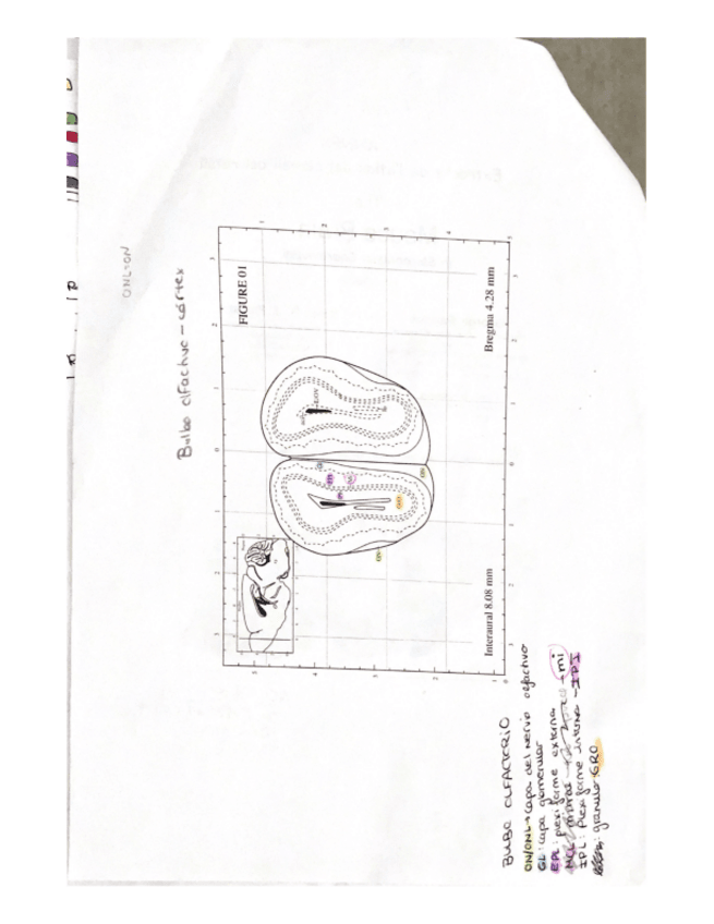 Miniatura del documento atlas-pintado-y-con-anotaciones.pdf