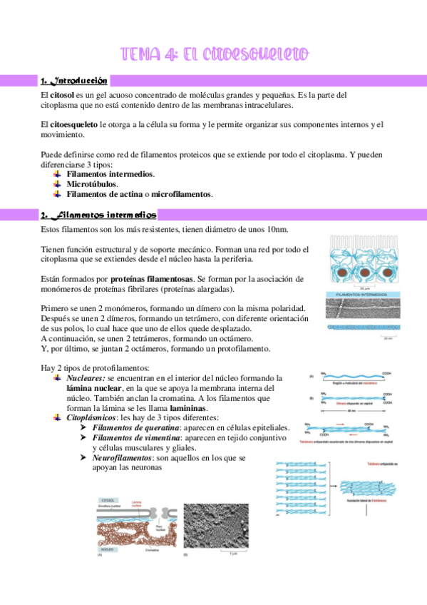 Miniatura del documento T4-CITOESQUELETO.pdf